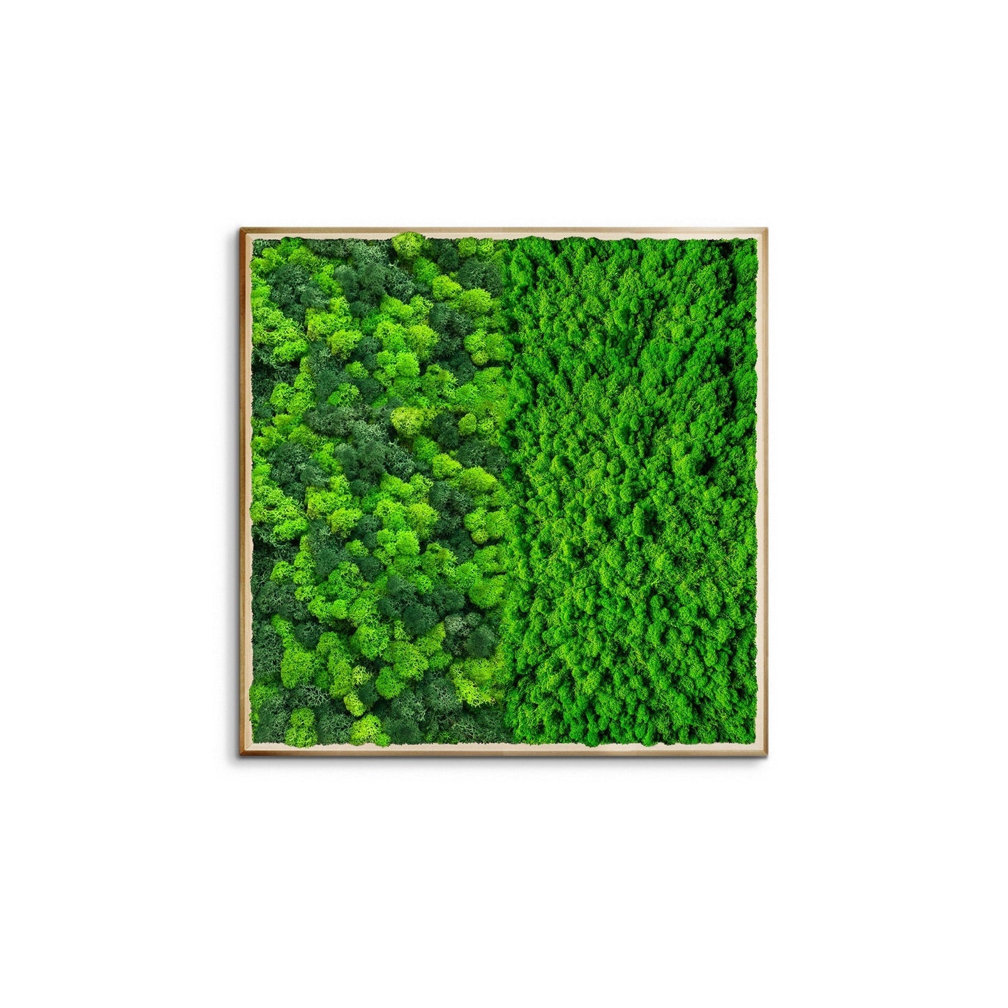 Half Moss Art Square Frame